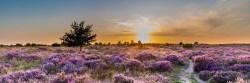 Fotobehang schitterend heide landschap_AS285768419